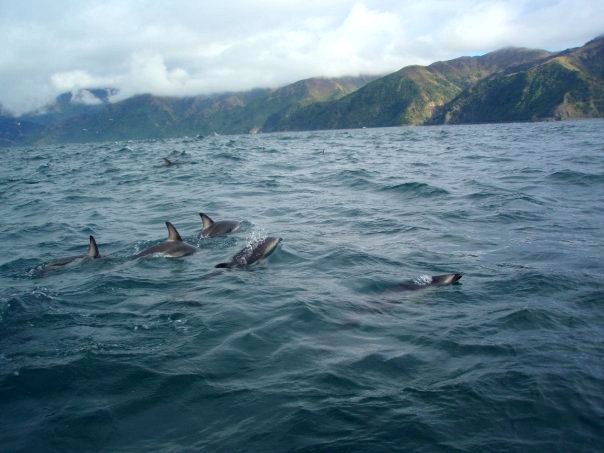 1934763_251095680133_2148422_n 1